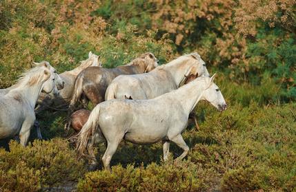 weisse pferde in der camargue